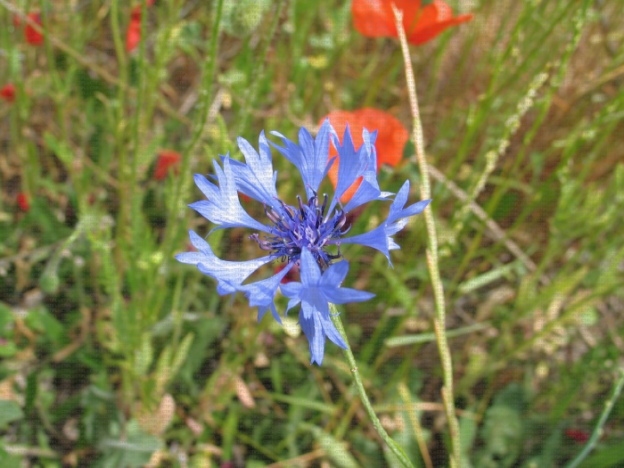 Bleuet, Centaurea cyanus